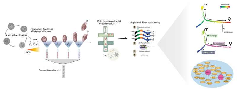 Mapping the sexual life cycle of Malaria parasites at single cell resolution, revealing the genes responsible for Malaria transmission.