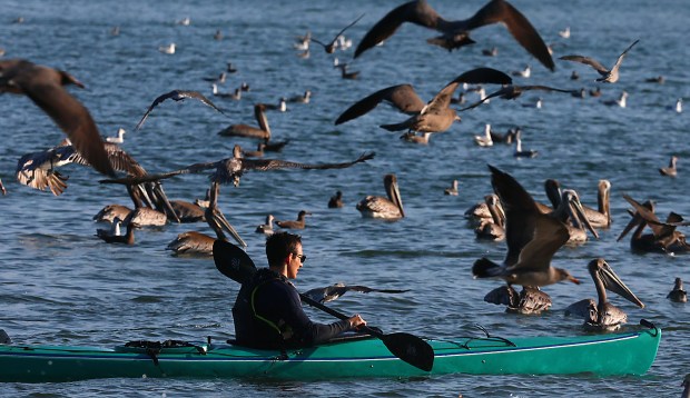 Feeding pelicans and other birds in Monterey Bay near the Santa Cruz Municipal Pier. .(Shmuel Thaler - Santa Cruz Sentinel)