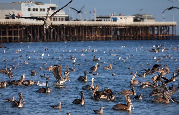 Feeding frenzy this week of pelicans, shearwaters, gulls and terns...