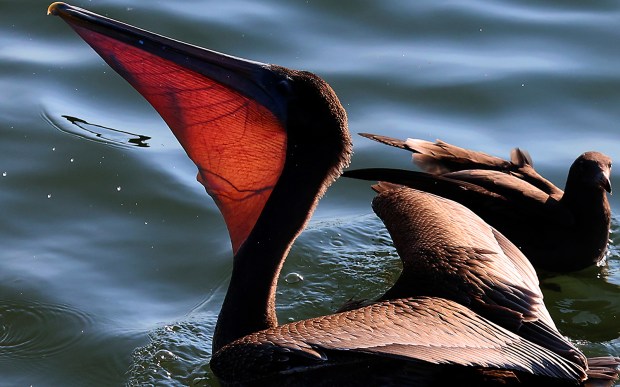 The anchovies are silhouetted within the vascular network of the pelican's...