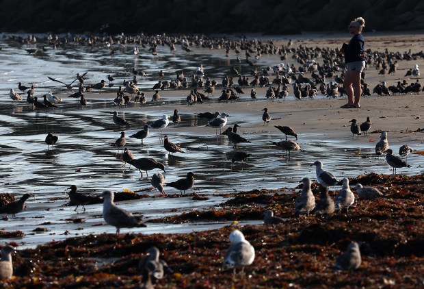 Shearwaters, gulls and terns flock to Cowell Beach...