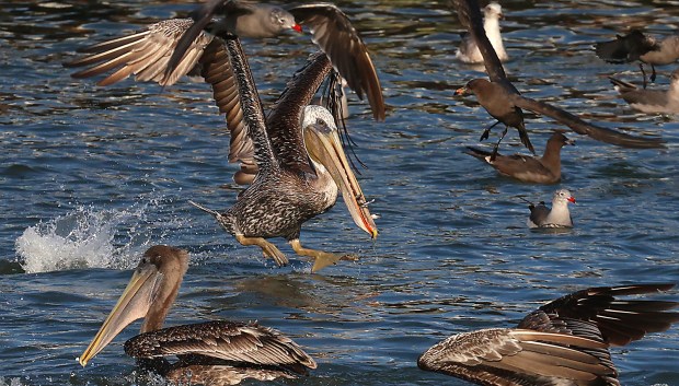 A pelican rises with an anchovy in its mouth. (SAMUEL...