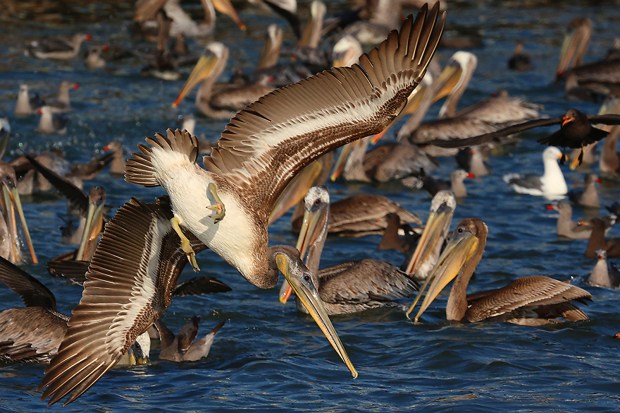 A pelican dives for anchovy off Cowell Beach on Thursday....