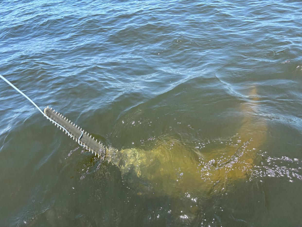 Students from the University of North Florida, under the direction of James Gelsleichter who is authorized to deal with endangered species, caught a small fingerfish in the St. Marys on July 16, 2024.