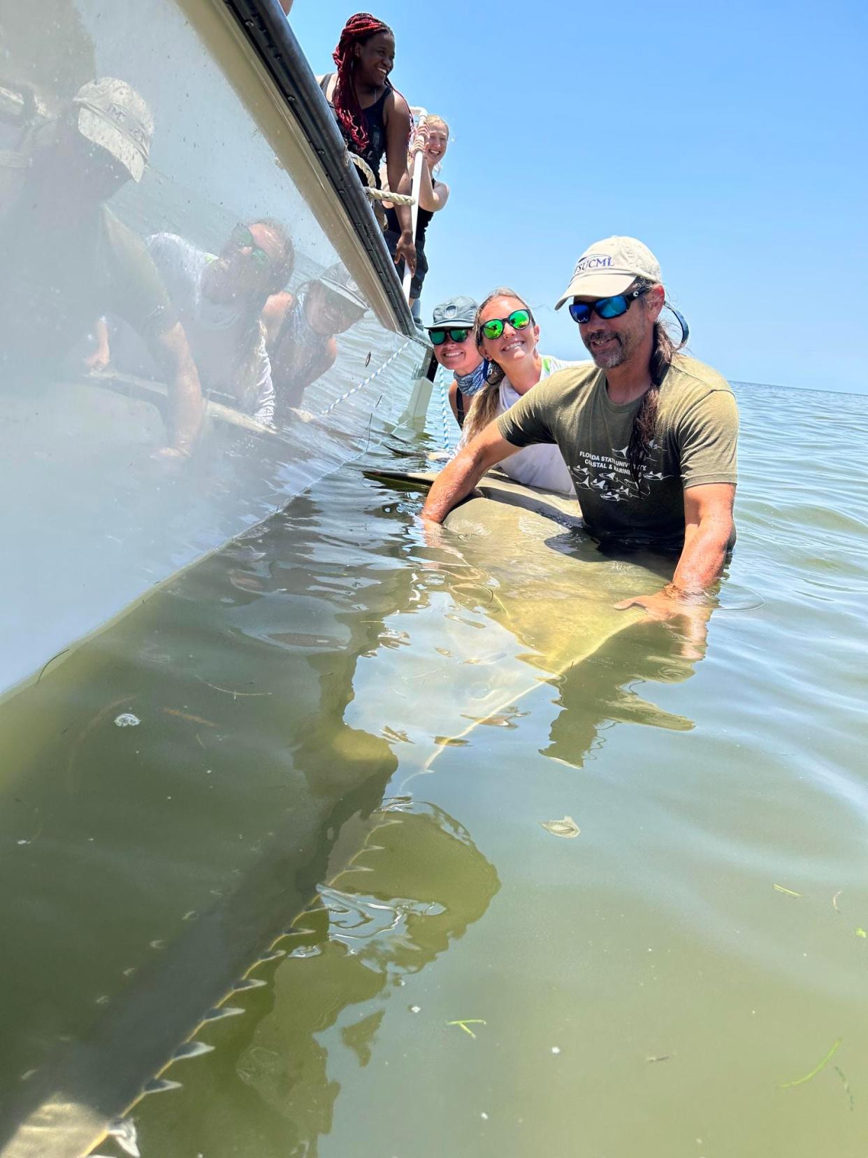 Dean Grubbs, a research professor at Florida State University's Coastal and Marine Laboratory, examines a small sawfish in the Gulf of Mexico, under an endangered species permit.