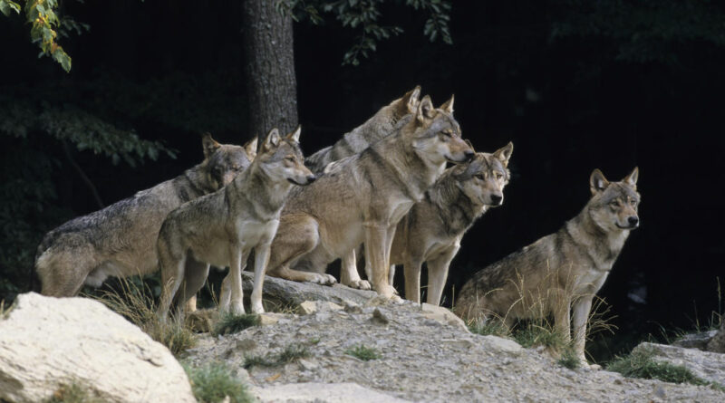 As gray wolves divide conservationists and ranchers, a mediator tries to tame all sides