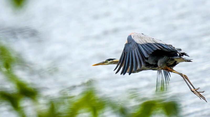 Cool Critters: A sick, cute and very old blue heron