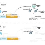 A model describing the mechanism of austocystin D-induced cellular injury