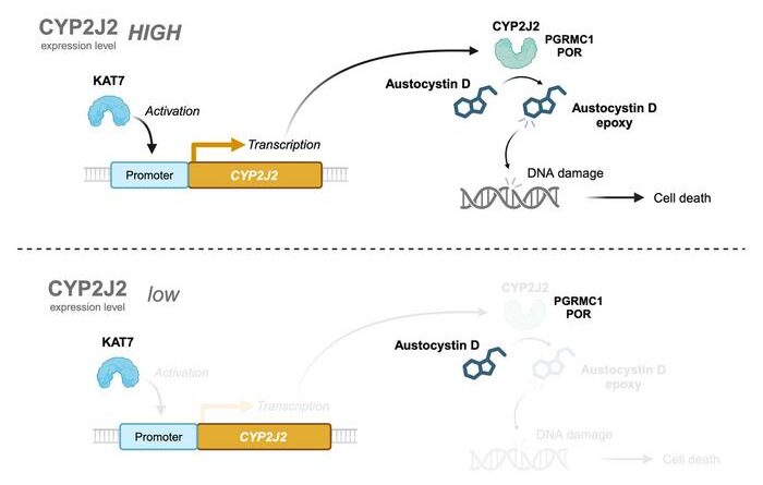 A model describing the mechanism of austocystin D-induced cellular injury