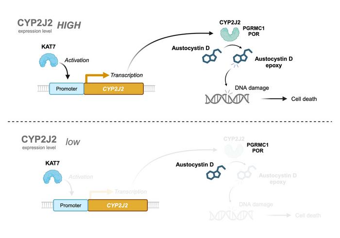 A model describing the mechanism of austocystin D-induced cellular injury