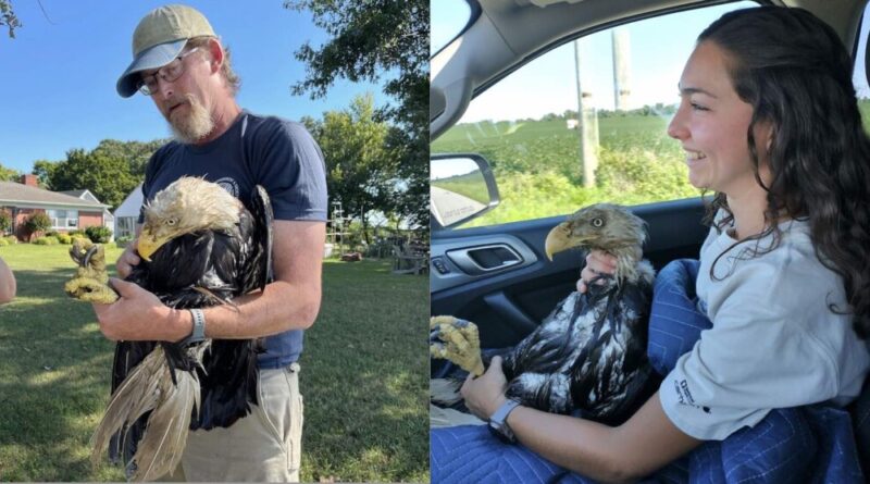 Injured Twin Eagle Taken From River In Effective Rescue By College Staff In Maryland (WATCH)