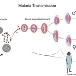 Mapping the sexual life cycle of Malaria parasites at single cell resolution, revealing the genes responsible for Malaria transmission.