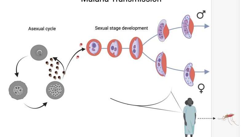 Mapping the sexual life cycle of Malaria parasites at single cell resolution, revealing the genes responsible for Malaria transmission.