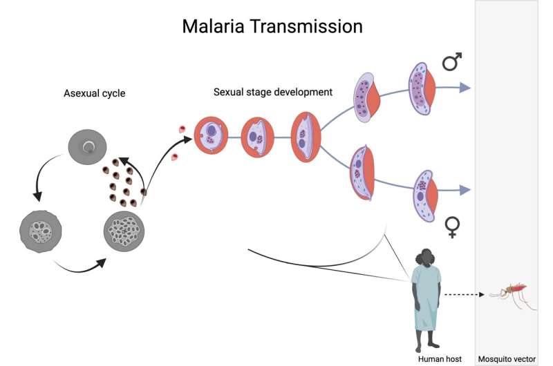 Mapping the sexual life cycle of Malaria parasites at single cell resolution, revealing the genes responsible for Malaria transmission.