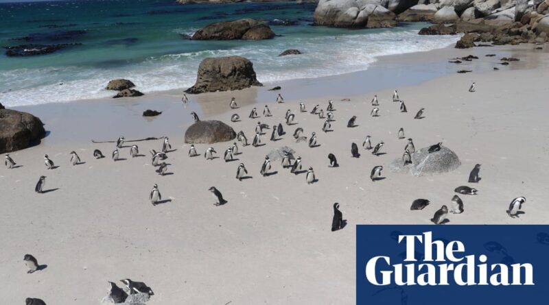 Minister calls for legal solution for South Africa's endangered penguins