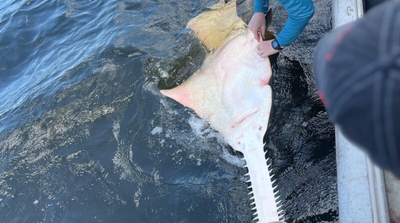 Students from the University of North Florida, under the direction of James Gelsleichter who is authorized to deal with endangered species, caught a small fingerfish in the St. Marys on July 16, 2024.