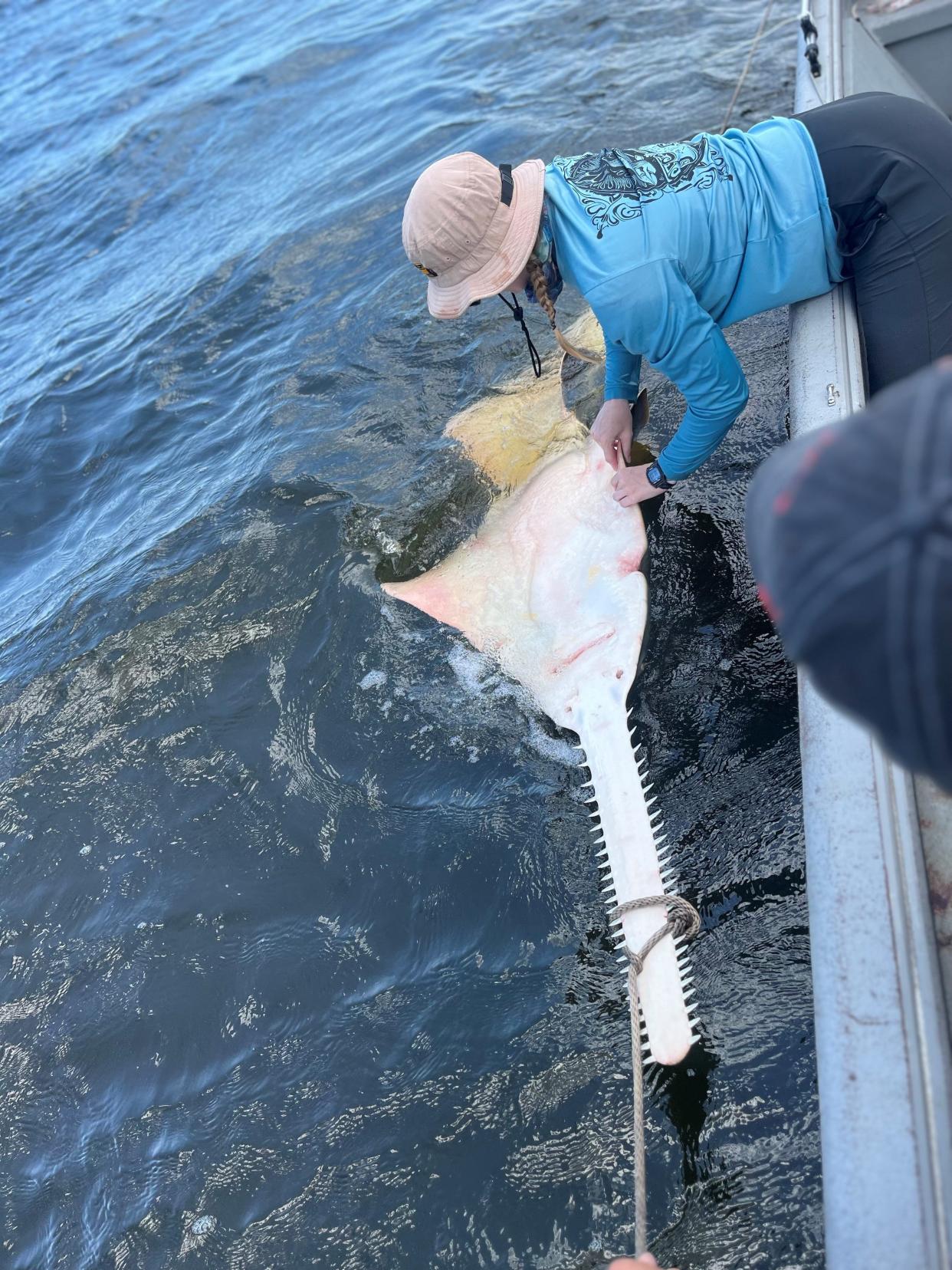 Students from the University of North Florida, under the direction of James Gelsleichter who is authorized to deal with endangered species, caught a small fingerfish in the St. Marys on July 16, 2024.