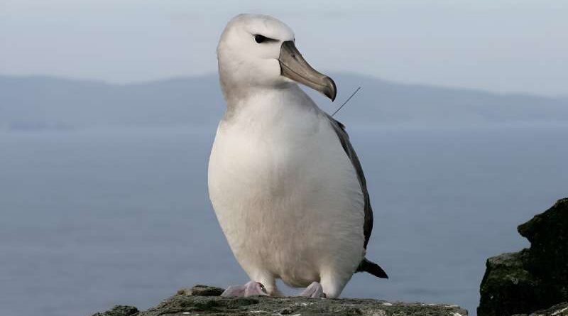 Albatross on a remote island in South Africa is eaten by mice