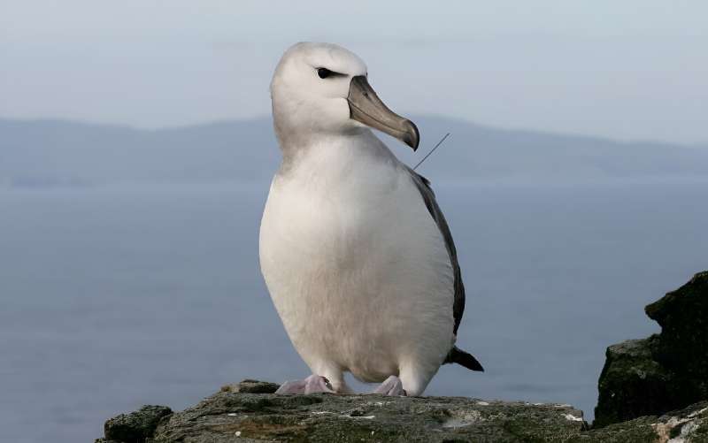 Albatross on a remote island in South Africa is eaten by mice