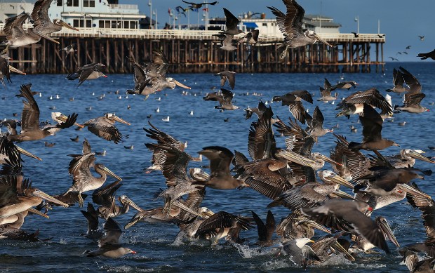 Feeding pelicans and other birds in the Monterey Bay area near the Santa Cruz Municipal Wharf this week. (Shmuel Thaler - Santa Cruz Sentinel)